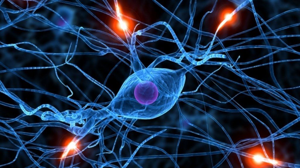 מדע: כן, אפשר לגדל תאי מוח חדשים