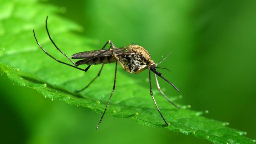 4 predpokladané repelenty proti komárom, ktoré podľa vedy absolútne nefungujú (a 5 z nich)