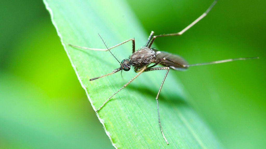 7 cách đơn giản để tránh muỗi đốt