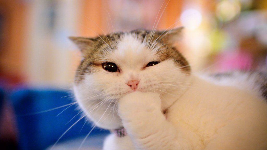 Apa Kata Cinta Video Kucing Lucu Mengenai Keperibadian Anda, Menurut Sains