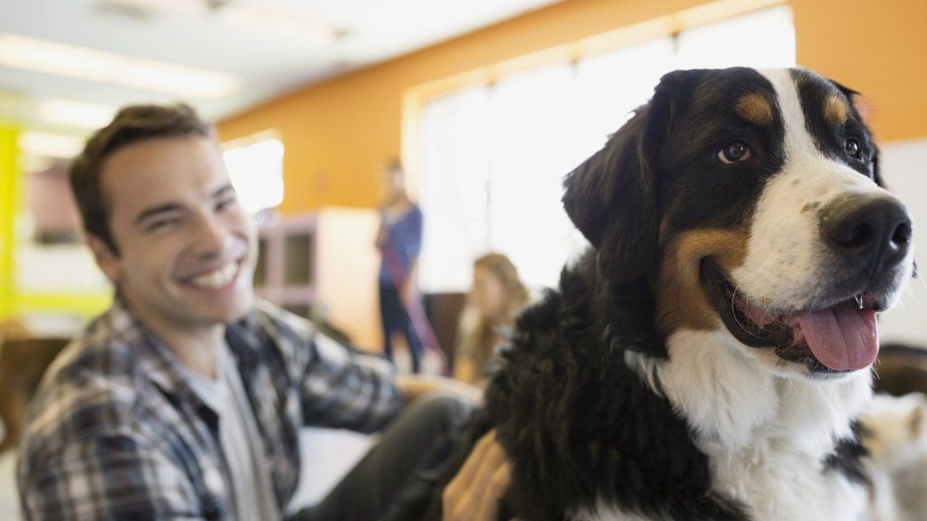 अपने कुत्ते को काम पर आने देने के 6 कारण सही व्यावसायिक समझ बनाते हैं